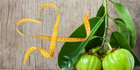 research verified garcinia cambogia review